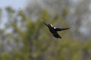 Bobolink, Bobolink, 2017-05176691 Parker River NWR, MA